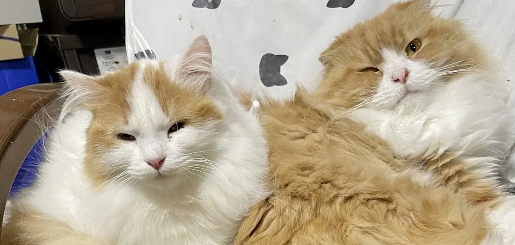猫 ブリーダー 優良を探すなら！絶対知っておくべき８つの条件